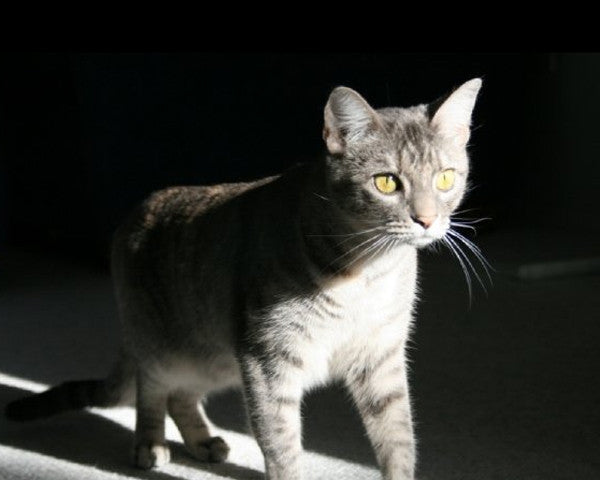 ABBIE'S BLEND - McLaughlin Coffee Roasting Company